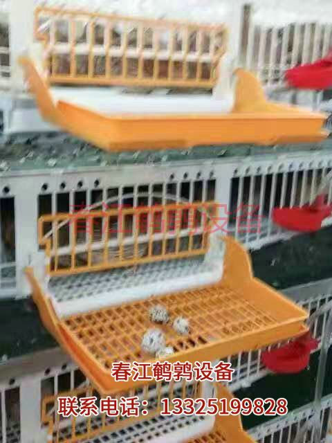 纯塑料自动集蛋笼